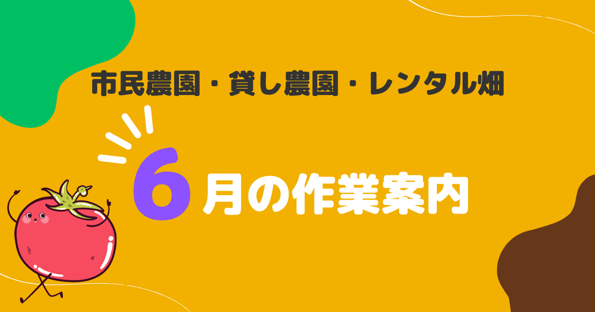 【市民農園】ナス、成長に合わせて誘引しましょう